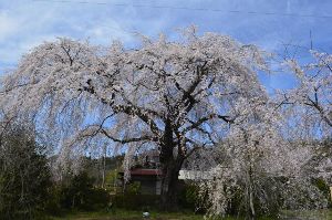 【桜・見ごろ】原田家のしだれ桜