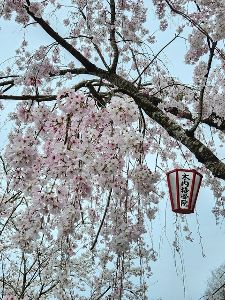 妙見山の桜ライトアップ