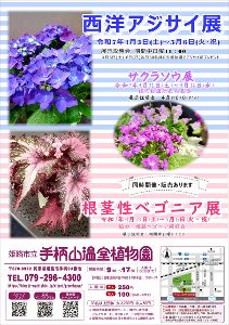 姫路市立手柄山温室植物園　サクラソウ展