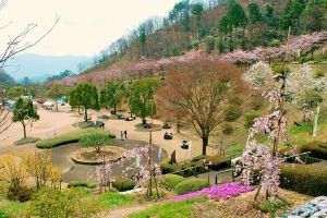 神山森林公園イルローザの森さくら祭り