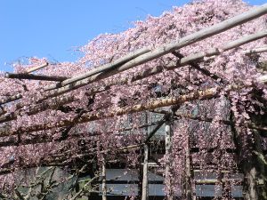 興禅寺　時雨桜のライトアップ