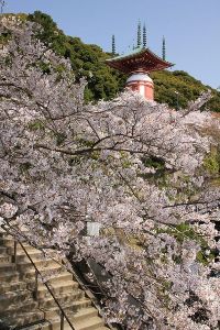 日和佐さくらまつり