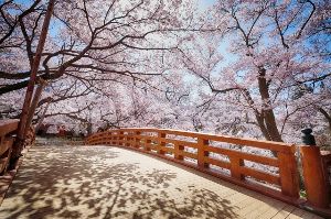 高遠城址公園さくら祭り2025