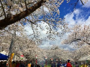楯山公園桜まつり