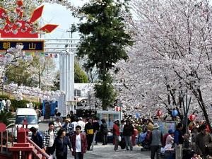 朝日山森林公園桜まつり