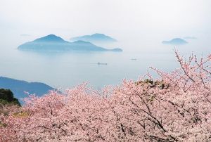 【桜・見ごろ】紫雲出山