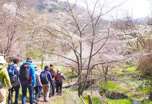 陸郷山桜散策
