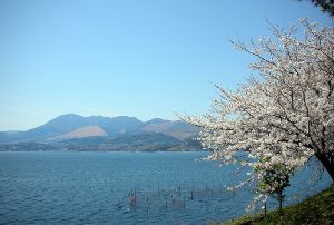 【桜・見ごろ】城下公園