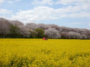 関東埼玉の桜と菜の花の名所「権現堂桜堤」お花見カヤック体験