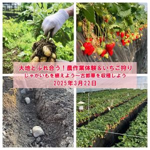 大地とふれ合う！農作業体験＆いちご“古都華”収穫