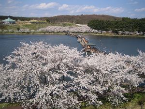 平筒沼ふれあい公園桜まつり