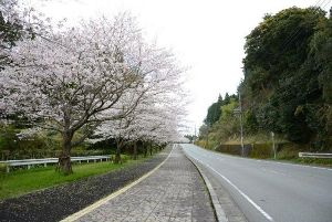 【桜・見ごろ】県道徳重横井鹿児島線（206号）