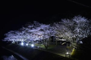 【桜・見ごろ】吾平山上陵（あいらさんりょう）