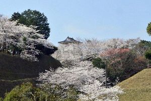 【桜・見ごろ】松山城址