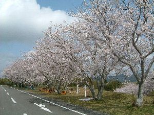 【桜・見ごろ】諏訪運動公園