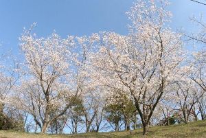 【桜・見ごろ】有明開田の里公園