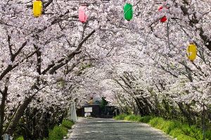 石井町　桜まつり