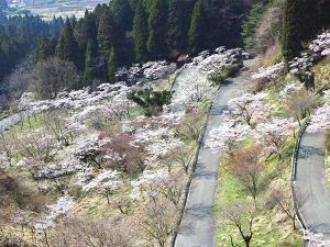 【桜・見ごろ】高森峠千本桜