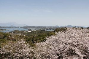 【桜・見ごろ】千厳山公園