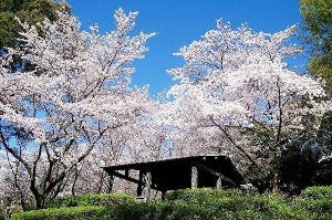 【桜・見ごろ】蛇ヶ谷公園