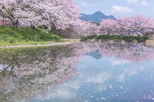 猟路の桜まつり
