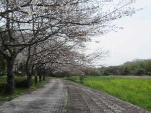 さくらライトアップまつりin妹背の里