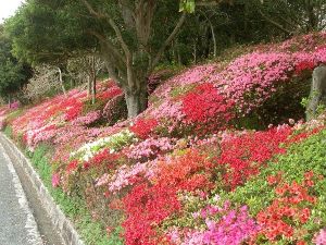 南楽園　つつじまつり