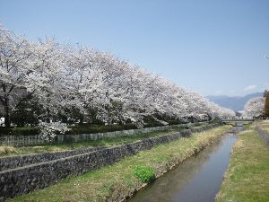 小瀬桜まつり