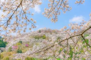 三休公園　さくらまつり