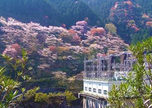 【桜・見ごろ】川口ダム湖畔
