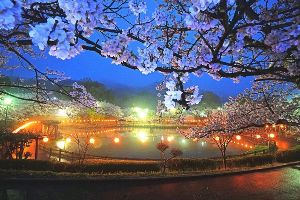 【桜・見ごろ】府中公園