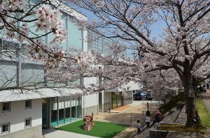 【桜・見ごろ】府中市こどもの国ポムポム