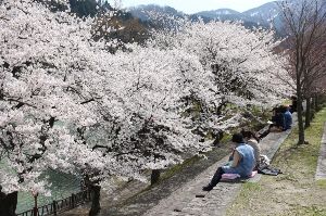 庄川峡　春　桜のおたより
