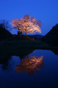 【桜・見ごろ】神宮寺跡のエドヒガン
