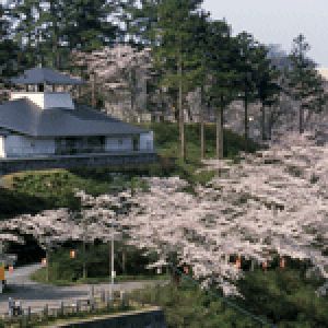 由利本荘春の花巡り2025 本荘さくらまつり