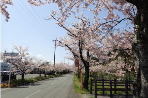 由利本荘春の花巡り2025 西目桜まつり