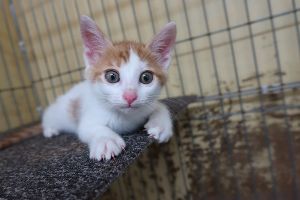 広島県動物愛護センター 猫の譲渡前講習会（5月）