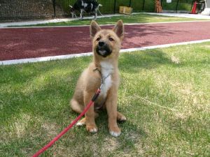 広島県動物愛護センター 譲渡犬の里帰り（5月）