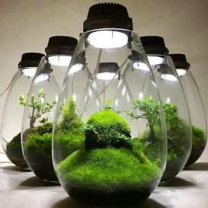 洋館特別展示 Mosslight-LED「苔むすテラリウムの魅力」展