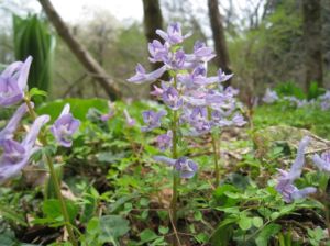 【花・見ごろ】岡山県立森林公園　キンキエンゴサク