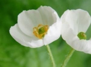 【花・見ごろ】岡山県立森林公園　サンカヨウ（山荷葉）