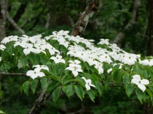 【花・見ごろ】岡山県立森林公園 ヤマボウシ(山法師)