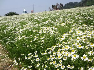 カモミールの摘み取り