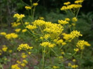 【花・見ごろ】越前町立福井総合植物園 プラントピア オミナエシ