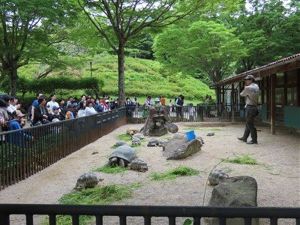世界カメの日 特別解説