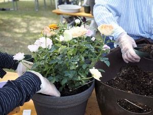 初夏の寄せ植え体験