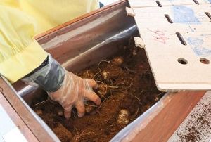 スカシユリの冷凍球根つかみ取り