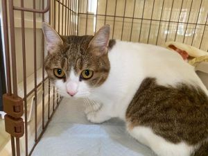 広島県動物愛護センター 猫ふれあい体験（6月）
