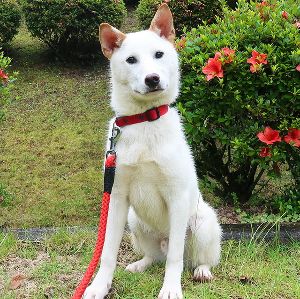 広島県動物愛護センター パピー＆ジュニア犬飼育相談会（6月）