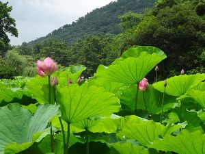 【花・見ごろ】栗林公園のハス